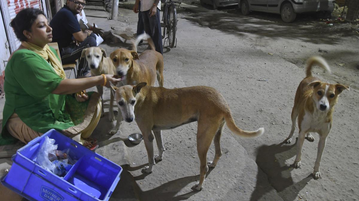 Toddler mauled by dog dies in Noida society; residents say it a recurrent problem The Hindu